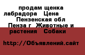 продам щенка лабрадора › Цена ­ 10 000 - Пензенская обл., Пенза г. Животные и растения » Собаки   